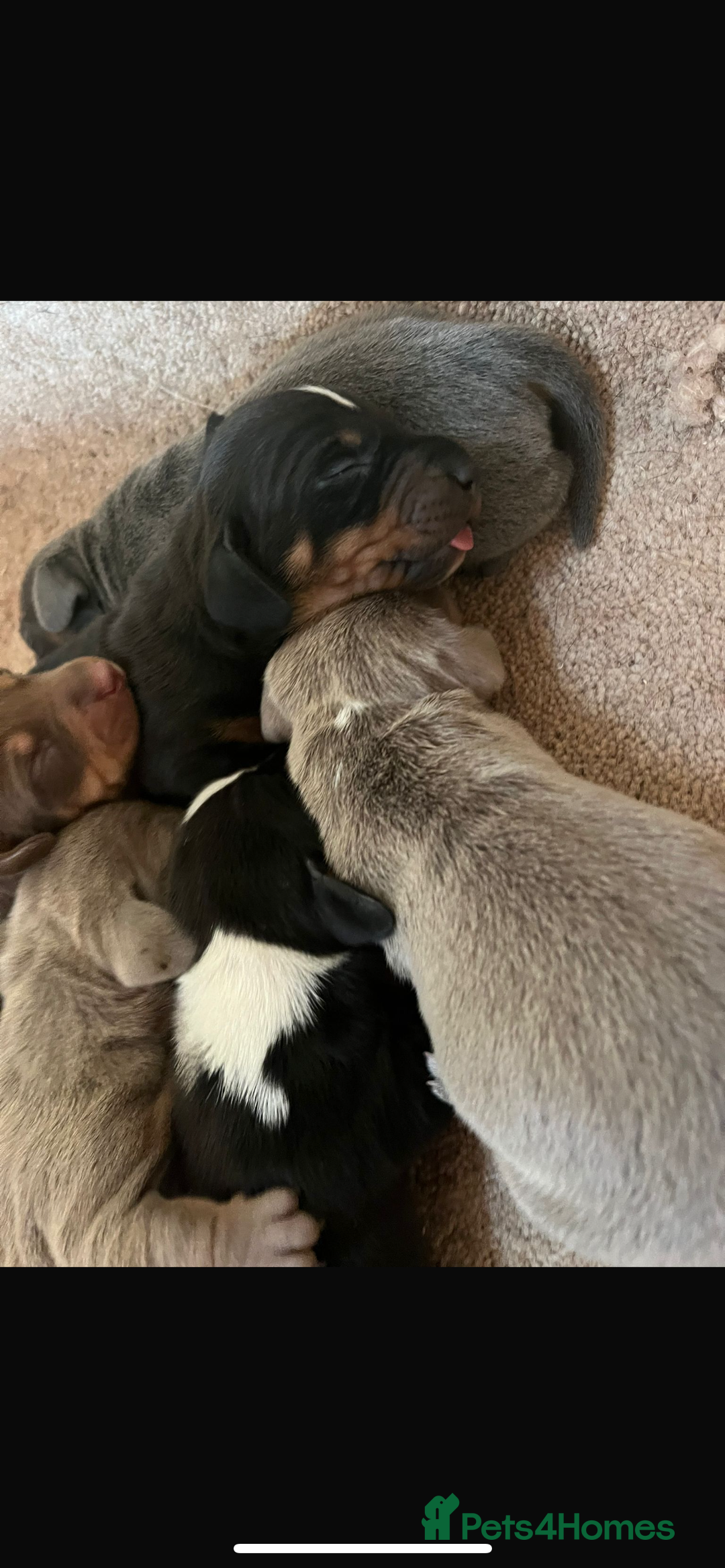 Dachshund dogs for sale: Dachshund  - Image 9