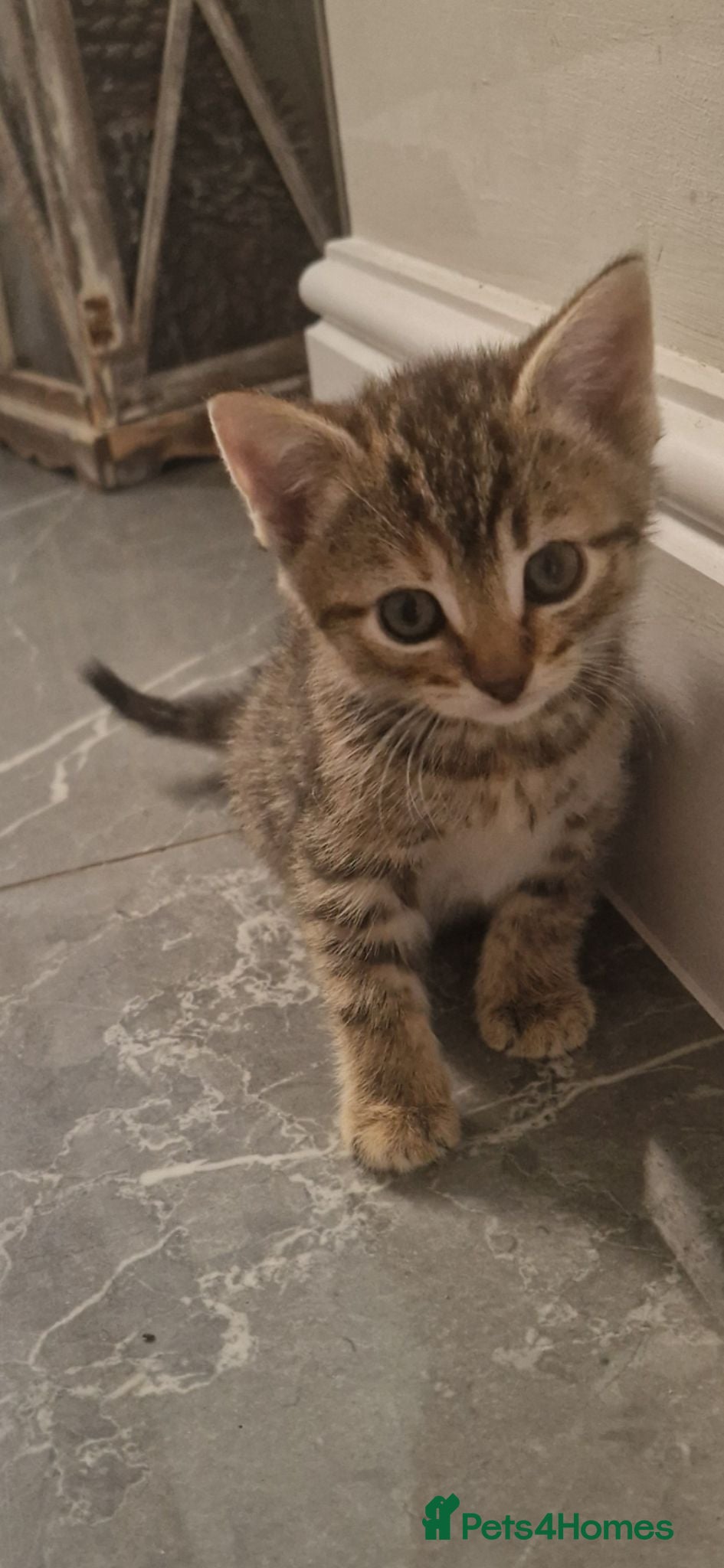 Domestic Shorthair cats Domestic Shorthair Kittens (3 males, 1 female) - Advert 14