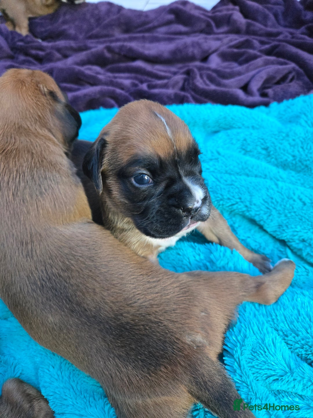 Boxer dogs for sale: Gorgeous Red Boxer puppies for sale. - Image 1