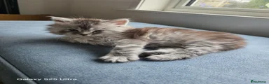 Maine Coon Kitten 1