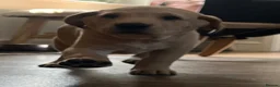 Labrador Retriever dogs for sale: KC REGISTERED FULLY HEALTH TESTED LABRADOR PUPPY in Market Harborough - Advert 9