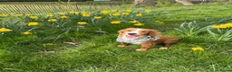 Cocker Spaniel dogs for sale: Lucky 8 month old cocker spaniel  in Wallasey - Advert 1