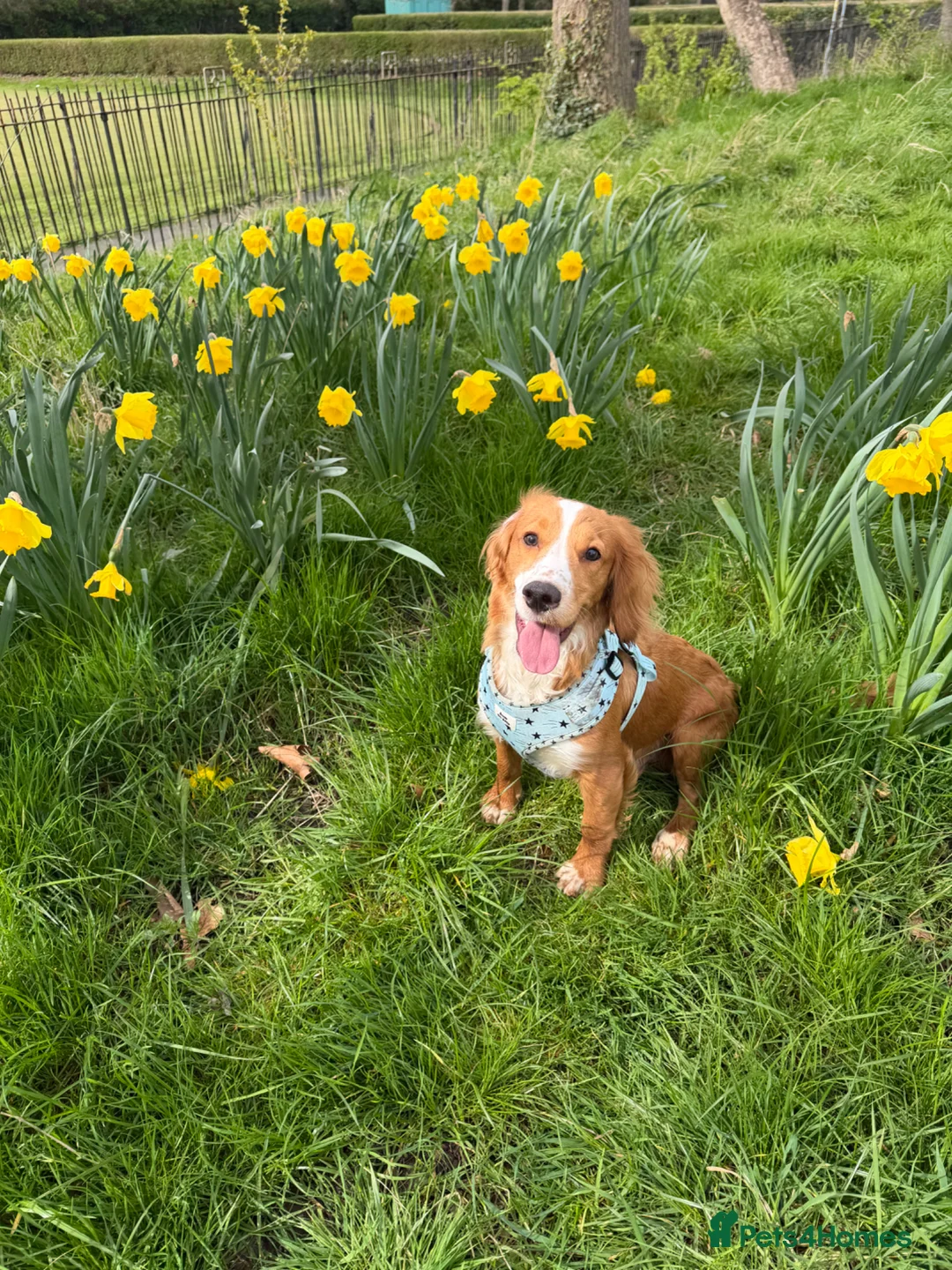 Cocker Spaniel dogs for sale: Lucky 8 month old cocker spaniel  in Wallasey - Advert 1