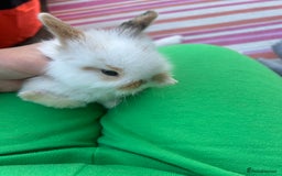 Mini Lion Lop rabbits for sale: 4x mini lop bunnies  - Image 9