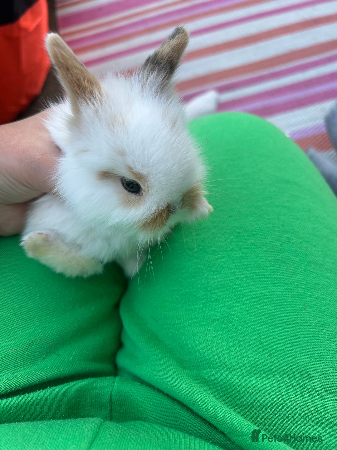 Mini Lion Lop rabbits for sale: 4x mini lop bunnies  - Image 9