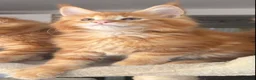 Maine Coon cats for sale: Ready Now TICA Registered Maine Coon Kittens Red - Advert 17