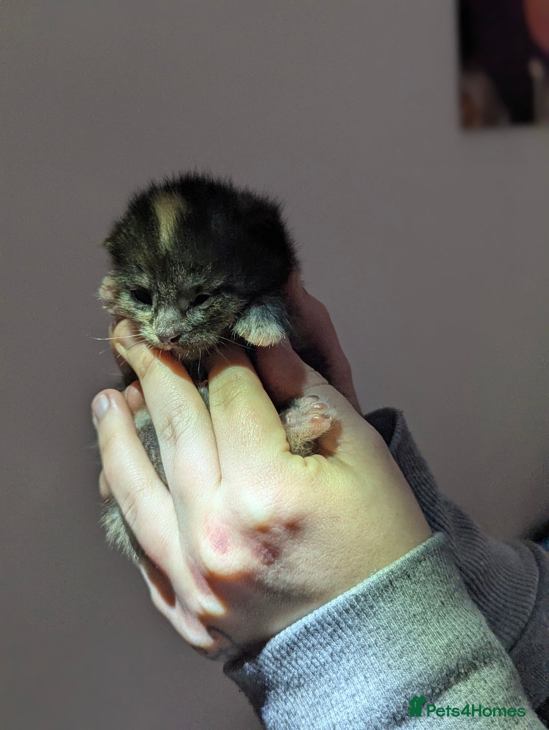 Maine Coon cats for sale: 2 week old kittens - Advert 9