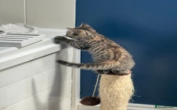 British Shorthair cats for sale: Golden tabby girl  - Image 5