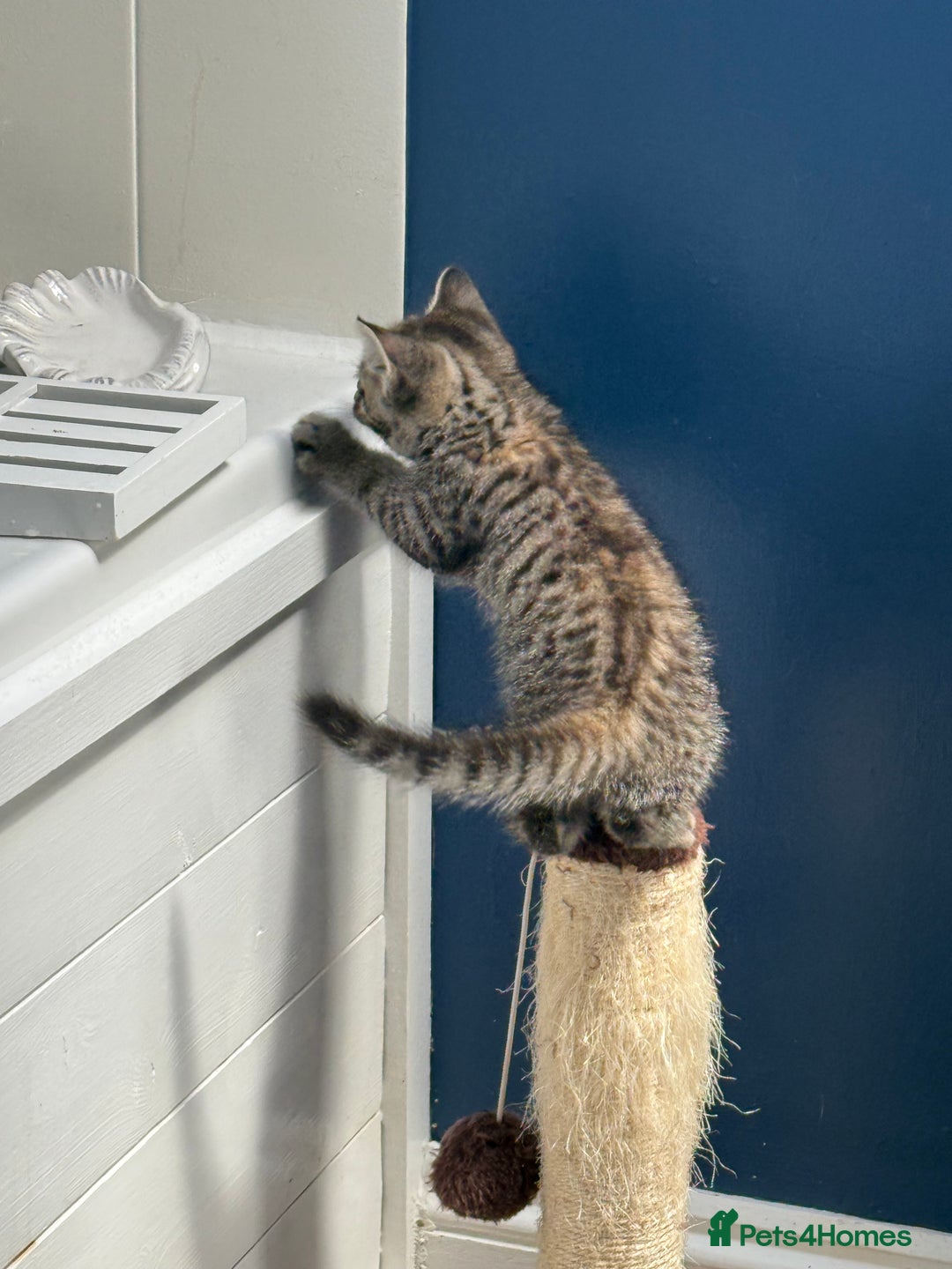 British Shorthair cats for sale: Golden tabby girl  - Image 5