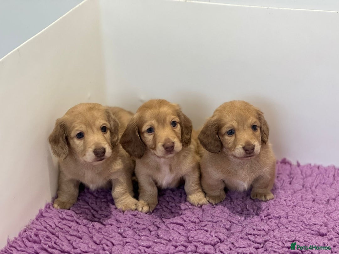 Miniature Dachshund dogs for sale: Miniature long hair English cream dachshunds  - Advert 5