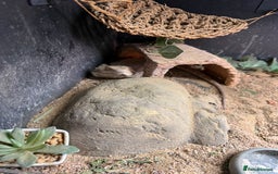 Bearded Dragon reptiles for sale: Bearded Dragon Male For Rehoming - Image 2
