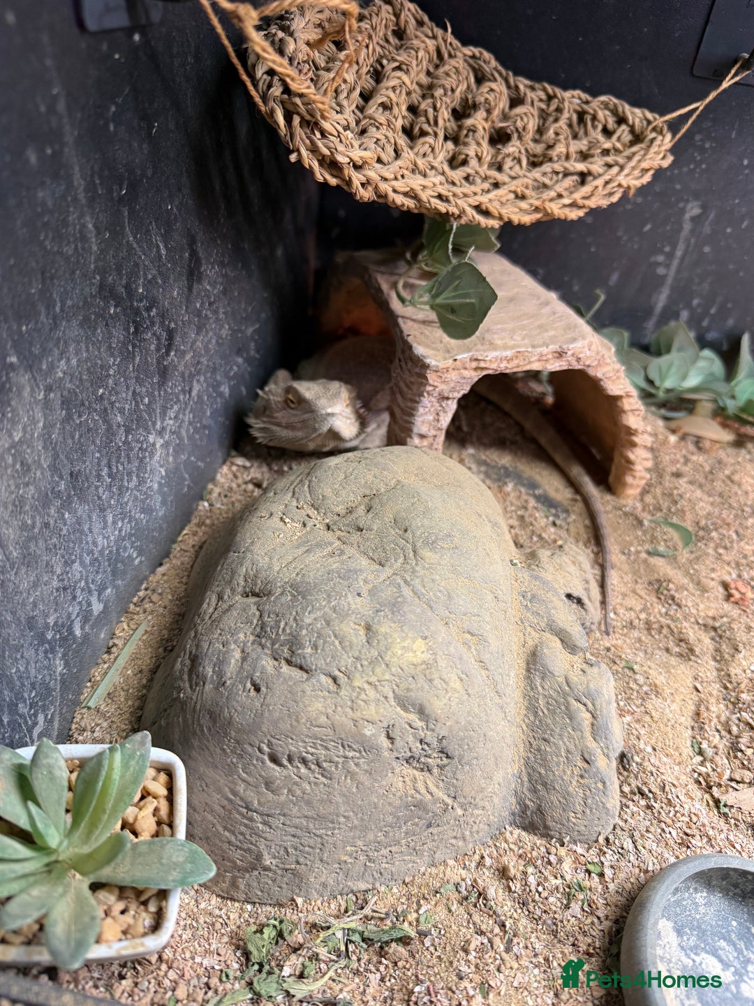Bearded Dragon reptiles for sale: Bearded Dragon Male For Rehoming - Image 2