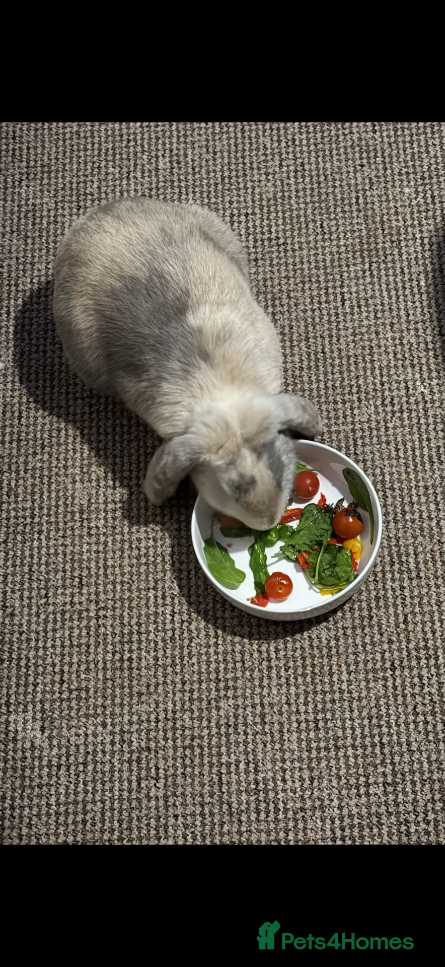 Mini Lop rabbits 1 x female rabbit for sale - Advert 1