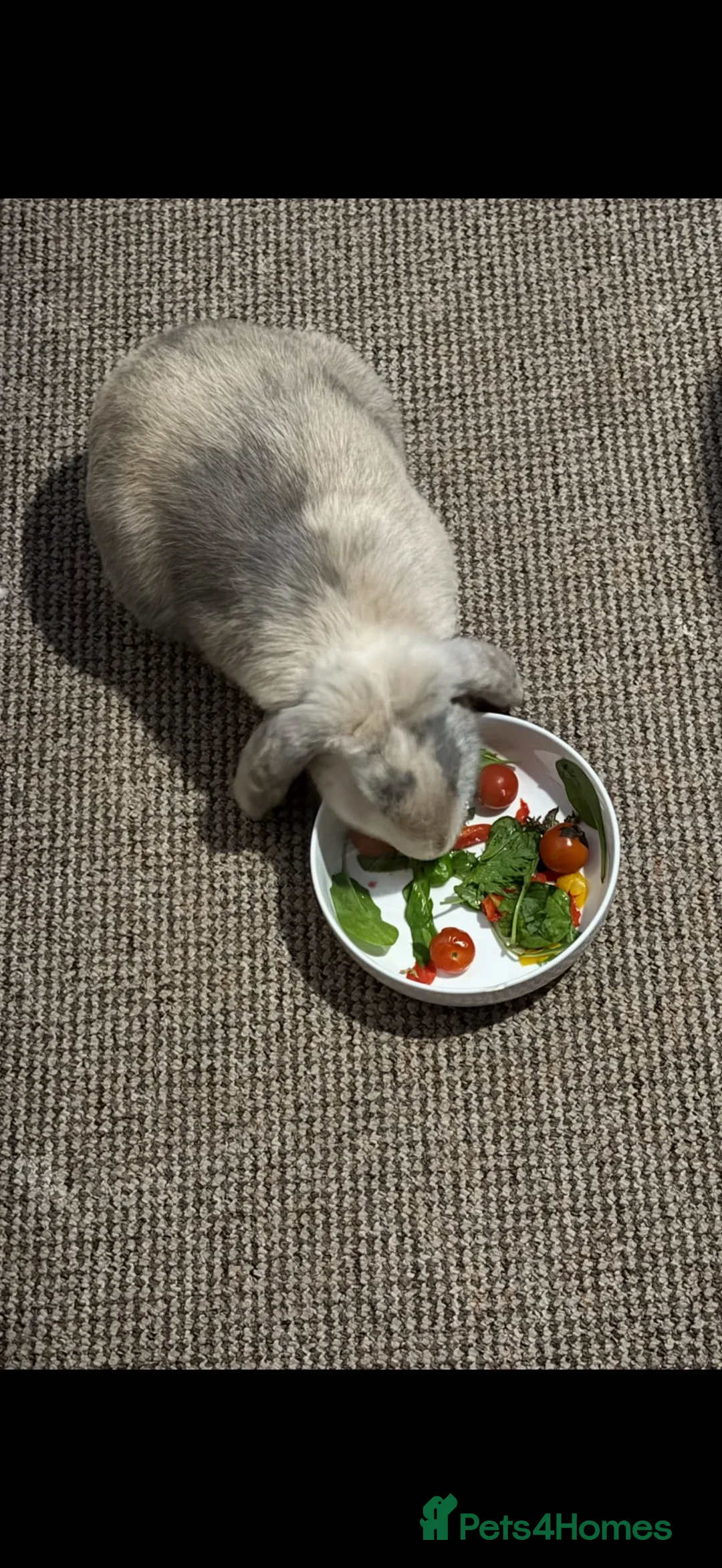 Mini Lop rabbits for sale: 1 x female rabbit for sale in Market Drayton - Advert 1
