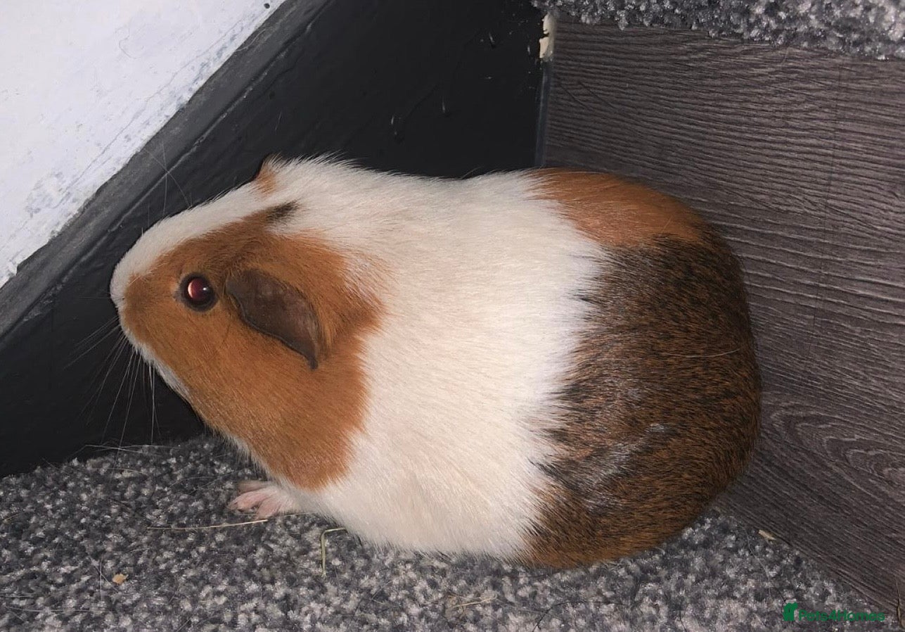 Guinea Pig rodents Beautiful guinea pigs  - Advert 1