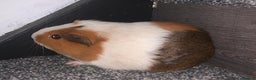 Guinea Pig rodents for sale: Beautiful guinea pigs  - Advert 4