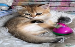 Scottish Fold cats for sale: 📣PEDIGREE SCOTTISH KITTEN(reg.)🐱  - Image 4