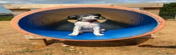 Mixed Breed dogs for sale: Dalmation x boxer needing a new home  in Bilston - Advert 2