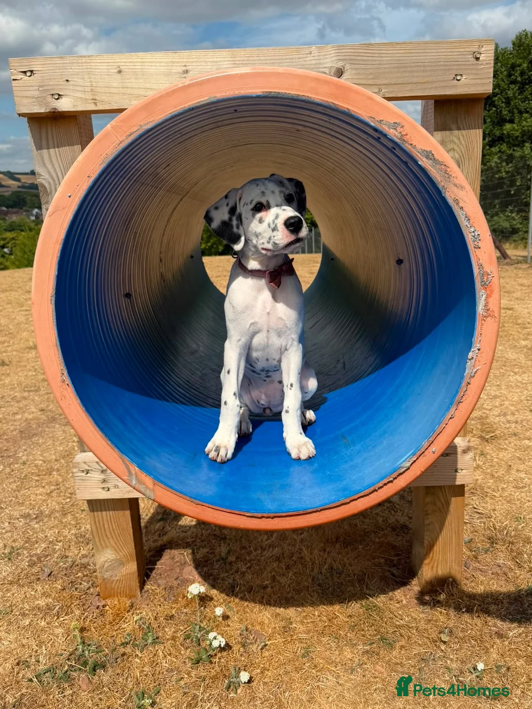 Mixed Breed dogs for sale: Dalmation x boxer needing a new home  in Bilston - Advert 2