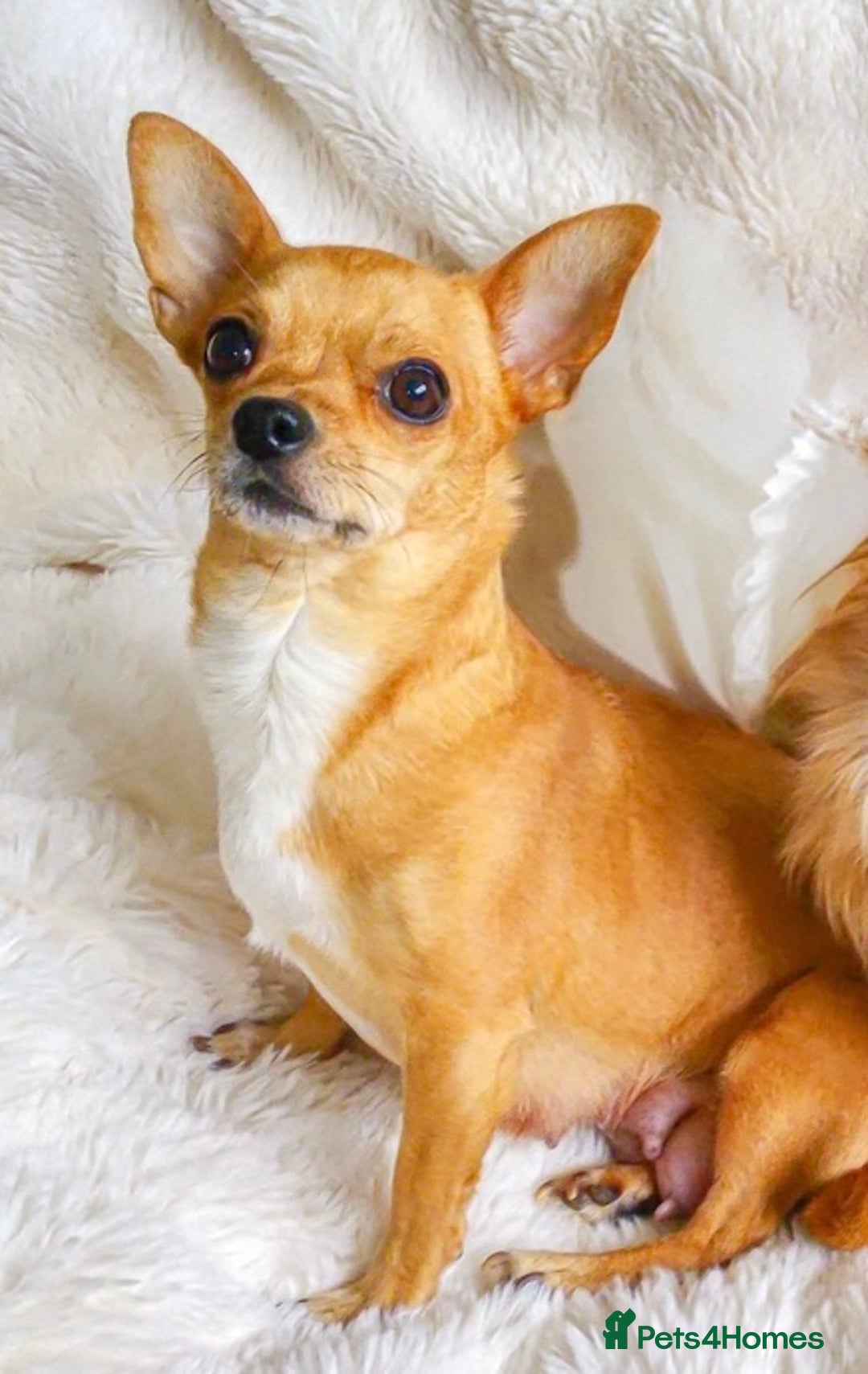 Chihuahua dogs for sale: Stunning Chihuahuas  - Advert 22
