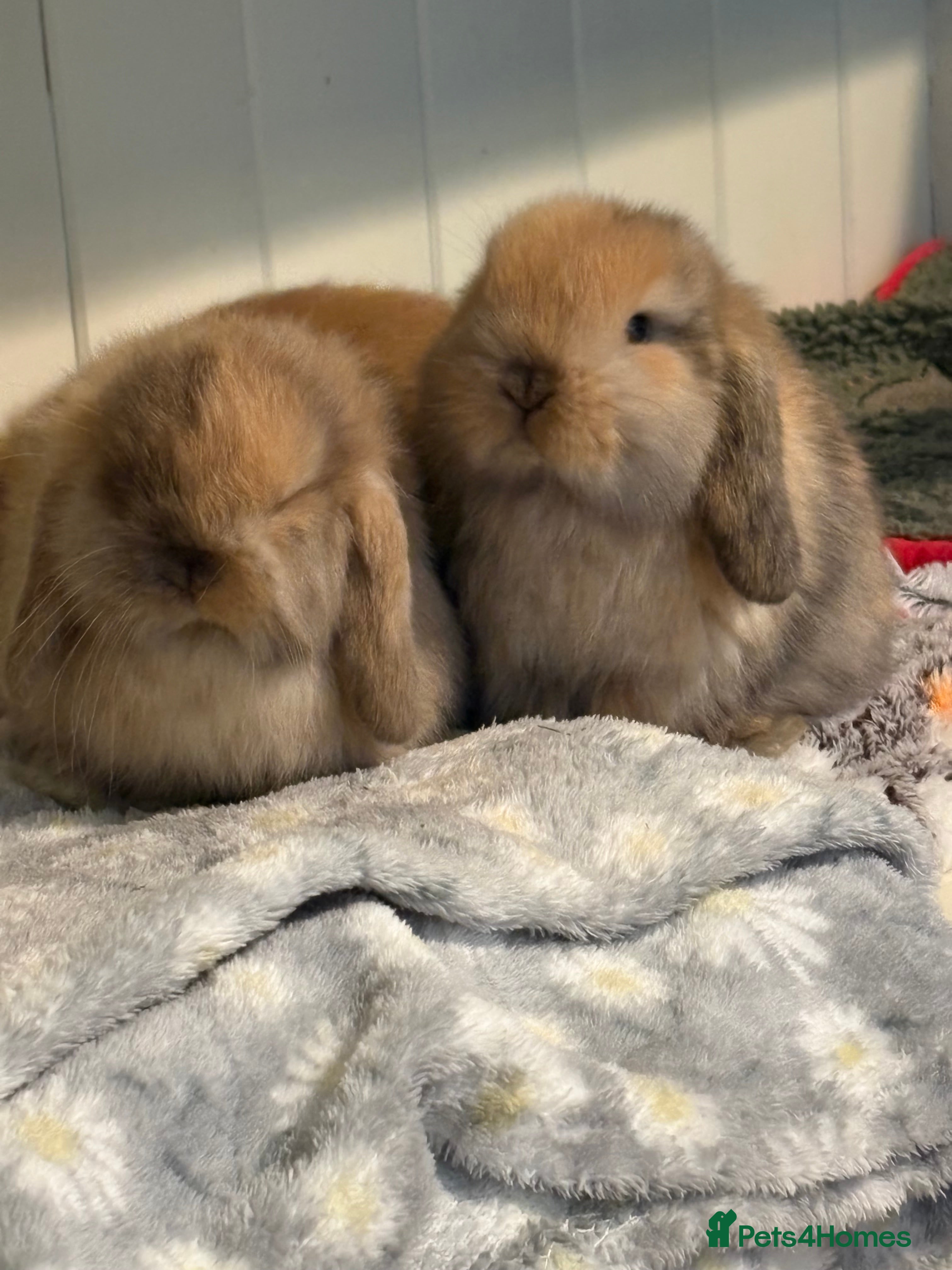 Mini Lop rabbits Vaccinated/raised indoors, mini lops and lion lop  - Advert 13