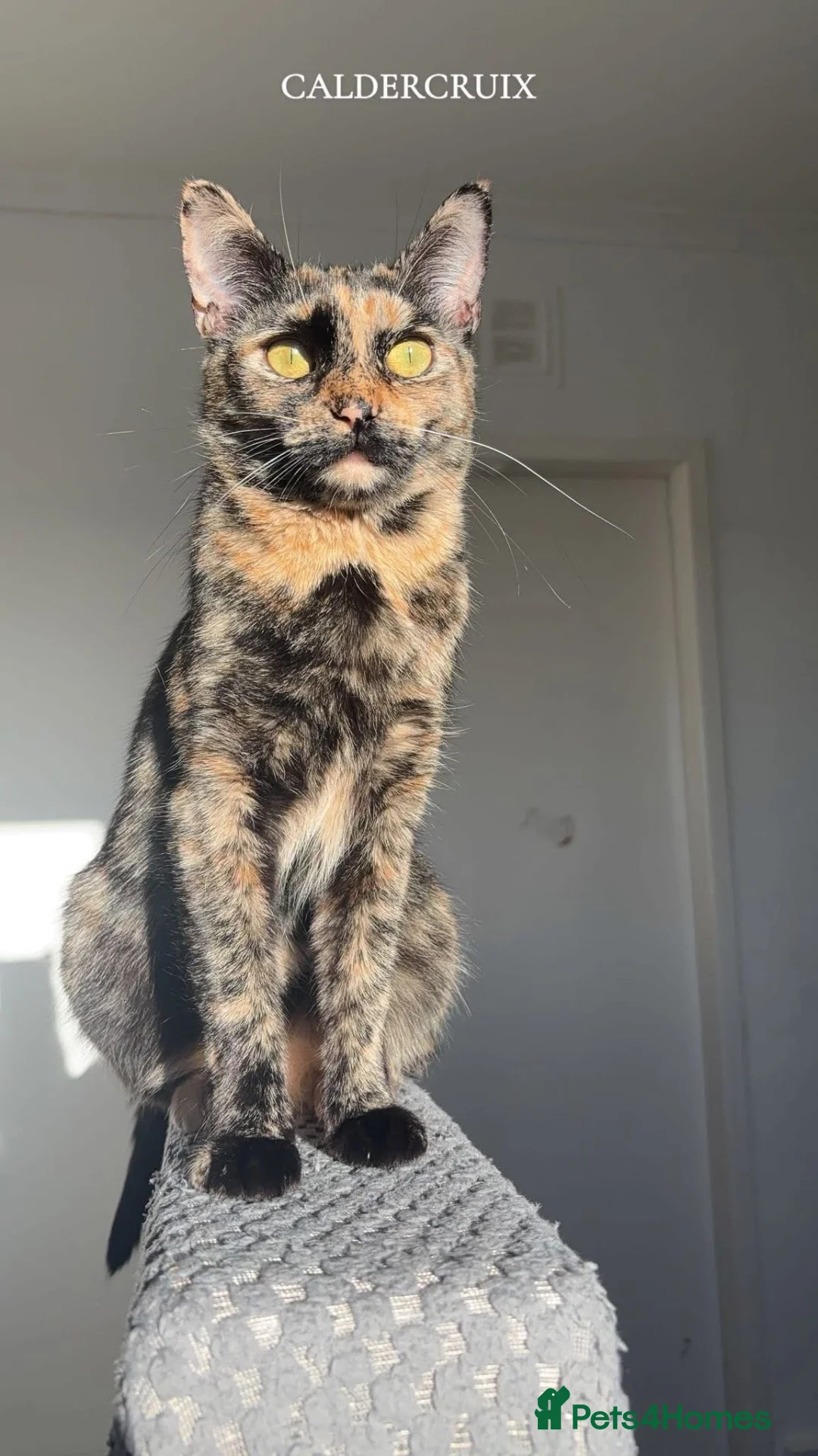 Mixed Breed cats for sale: Kittens - Advert 1
