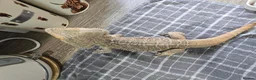 Bearded Dragon reptiles for sale: Spikey the Bearded Dragon including all setup 2yo - Advert 2