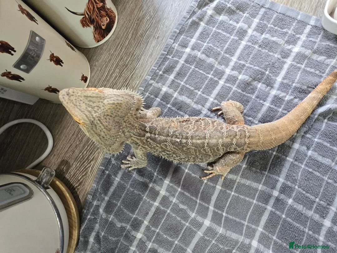 Bearded Dragon reptiles for sale: Spikey the Bearded Dragon including all setup 2yo - Advert 2