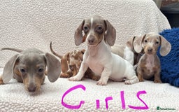 Miniature Dachshund dogs for sale: Fully vac RAINBOW MIX MINI DAXI KC REG PRA CLR - Image 13