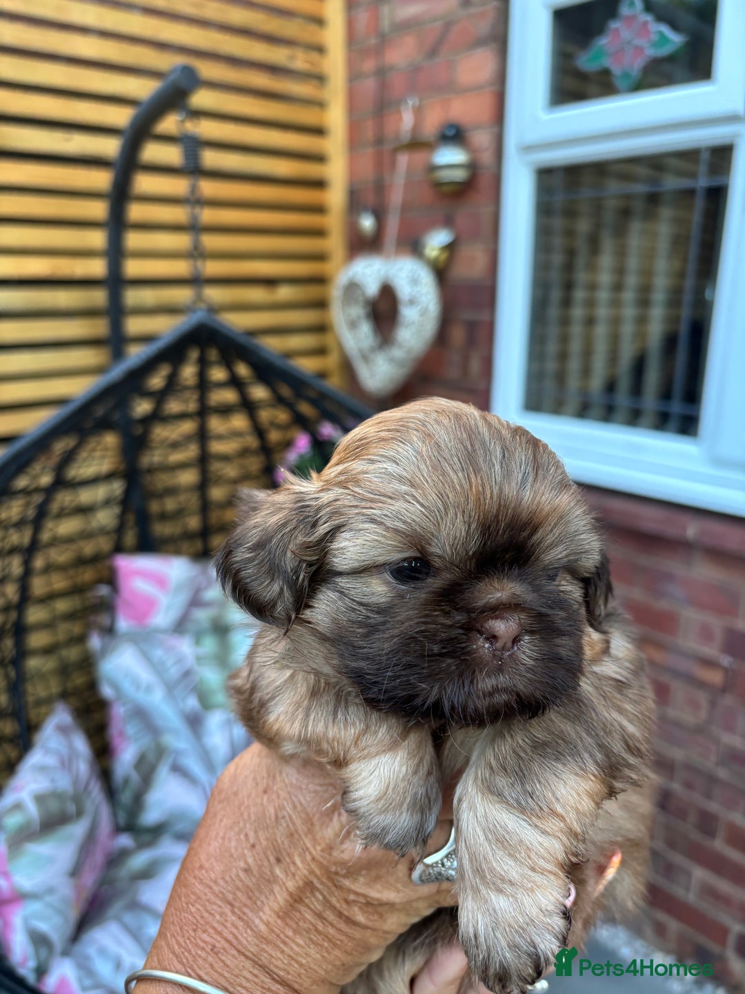 Shih Tzu dogs for sale: Shihtzu imperial  - Image 14