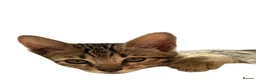 Bengal cats for sale:     Beautiful Rare Sepia Bengal × Savannah Cross  - Advert 4