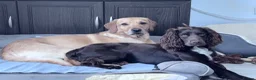 Cocker Spaniel dogs for stud: Cocker Spaniel for Stud  - Advert 10