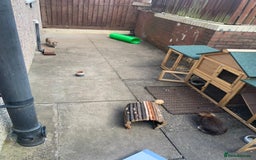 Mini Lop rabbits for sale: 3 buns for sale - Image 6
