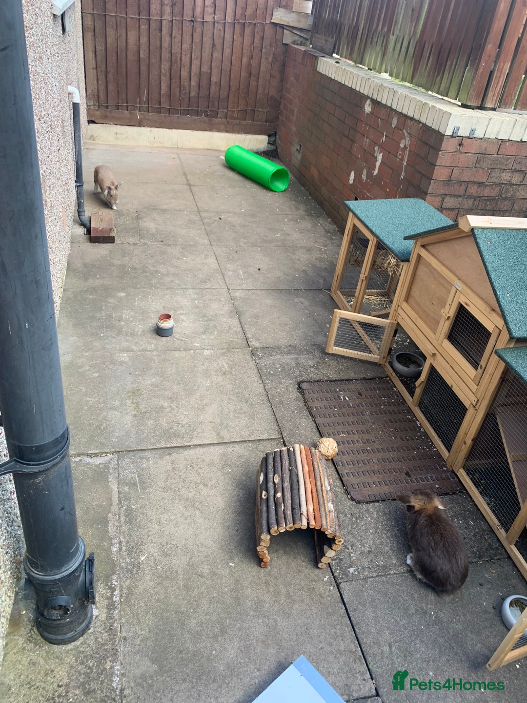 Mini Lop rabbits for sale: 3 buns for sale - Image 6