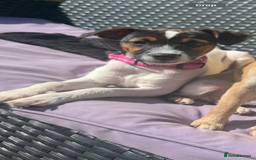 Patterjack dogs for sale: Luna 10 month old patterjack  - Image 3