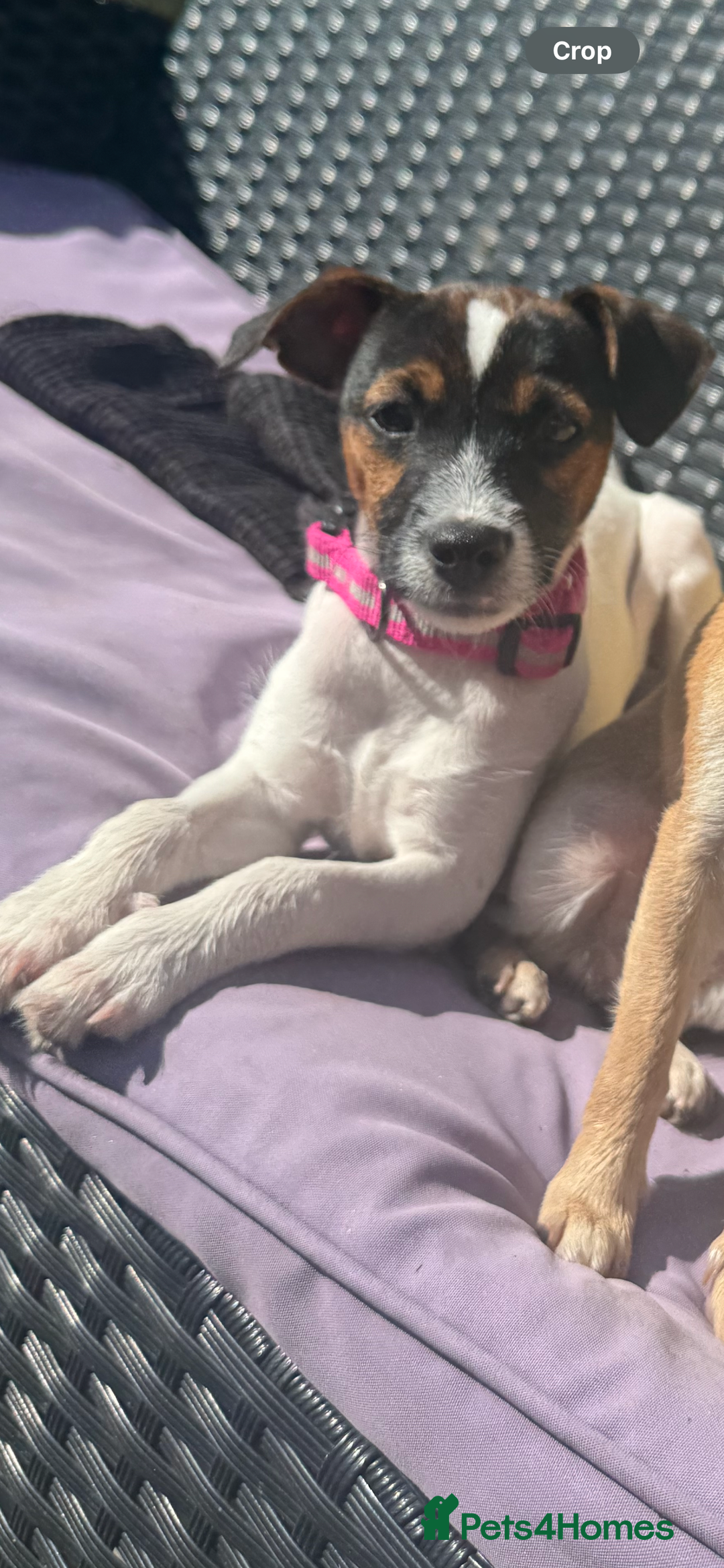 Patterjack dogs for sale: Luna 10 month old patterjack  - Image 3