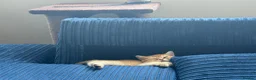 British Shorthair cats for sale: 🐾 Beautiful British Shorthair Golden Kittens 🐾 - Advert 29