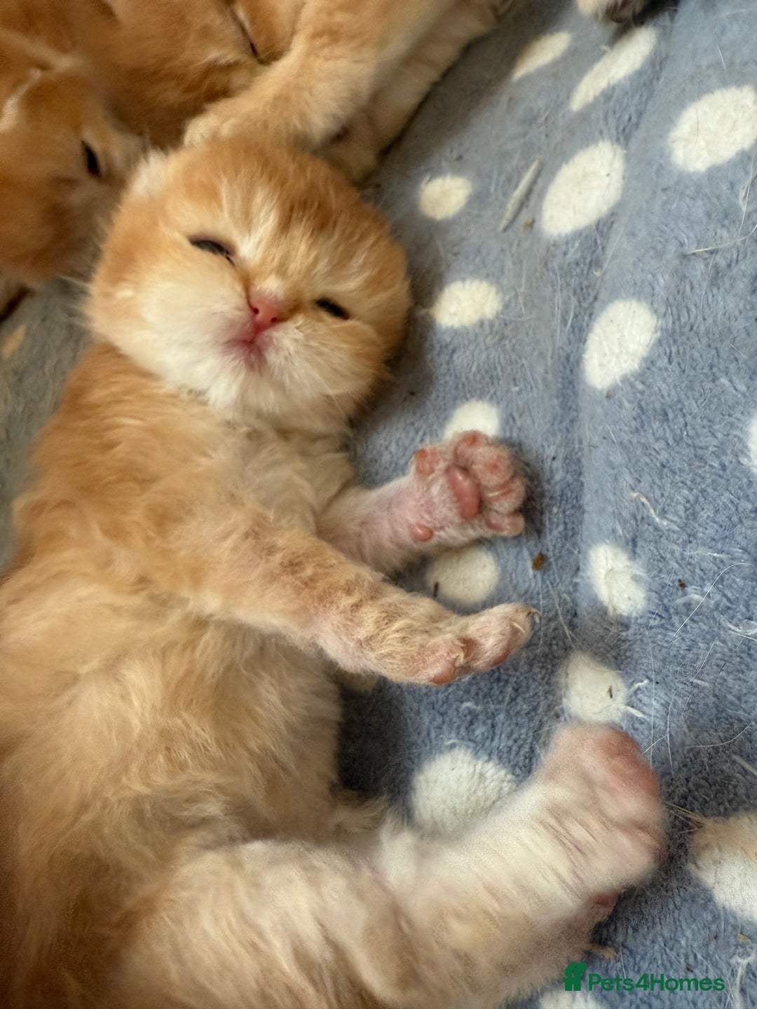 British Shorthair cats for sale: GCCFreg BSH & BLH Chocolate & Black Golden Kittens - Image 10