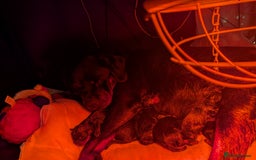 Rottweiler dogs for sale: 🐶 Rottweiler Puppies – German ADRK Bloodlines - Image 1