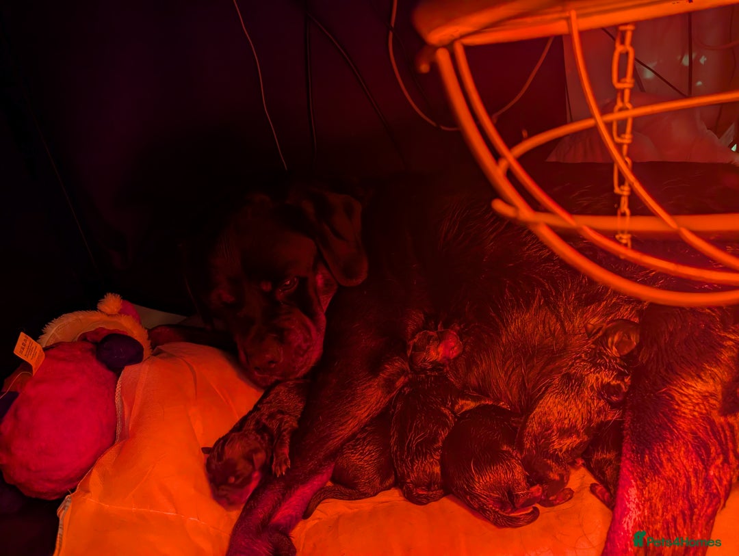 Rottweiler dogs for sale: 🐶 Rottweiler Puppies – German ADRK Bloodlines - Image 1