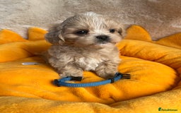Maltipoo dogs for sale: Stunning Malticavapoo puppies NORTH STAFFORDSHIRE - Image 15