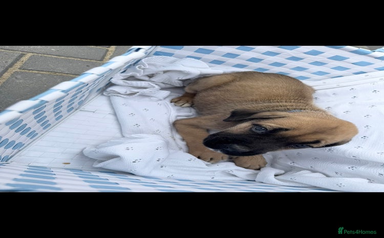 Cane Corso dogs - Advert 1