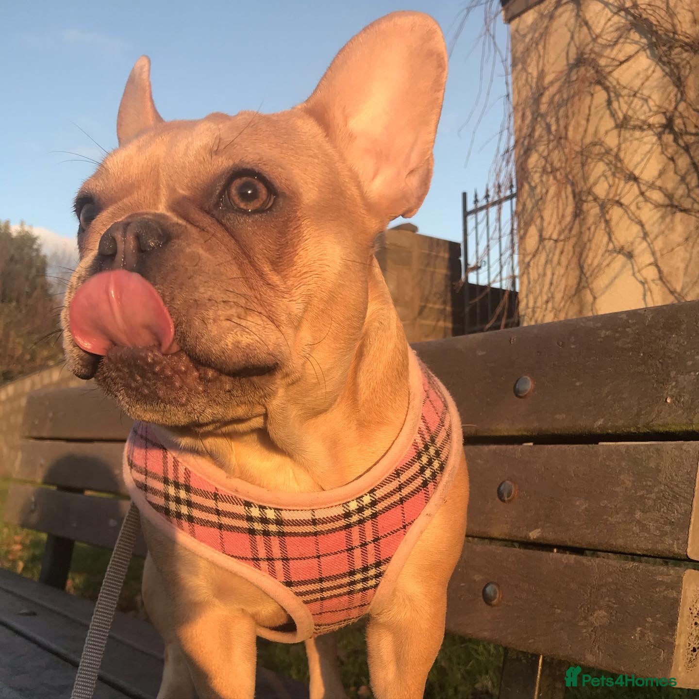 French Bulldog dogs Forever home for our beautiful girl  - Advert 21