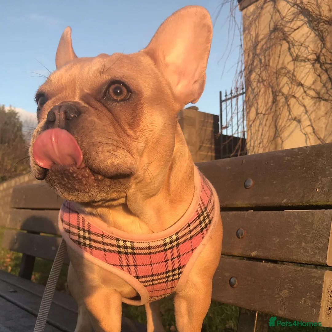 French Bulldog dogs for sale: Forever home for our beautiful girl  - Advert 2