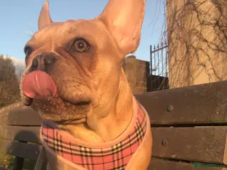 French Bulldog dogs Forever home for our beautiful girl - Advert 21