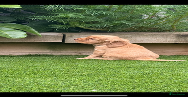 Cocker Spaniel dogs - Advert 13