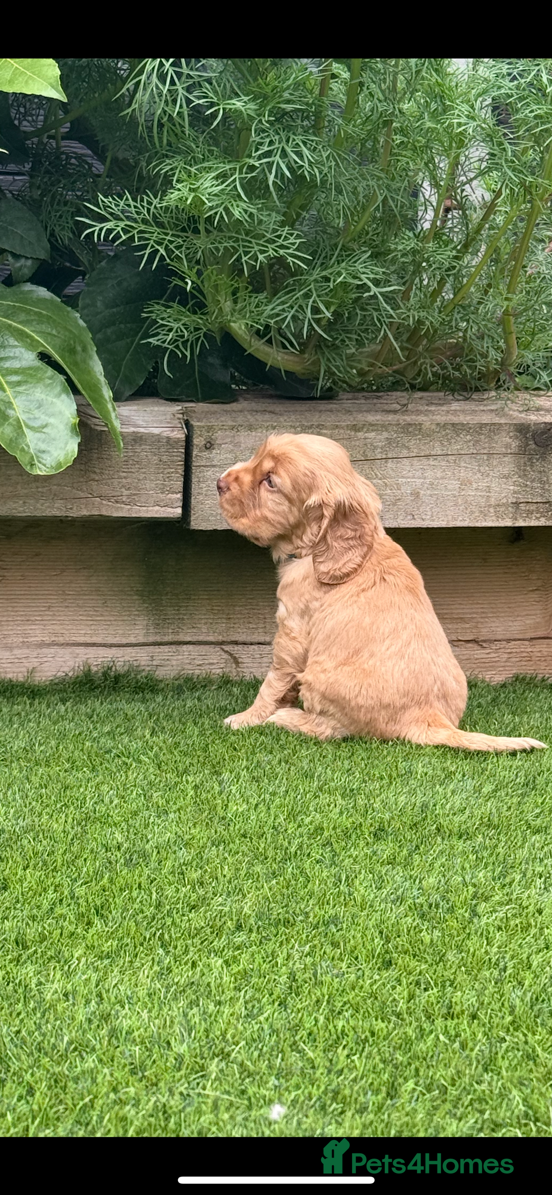 Cocker Spaniel dogs for sale: Quality English Show Cocker Spaniels (Serci Lines) - Image 7