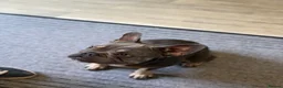 French Bulldog dogs for sale: 2 year old male  - Advert 6