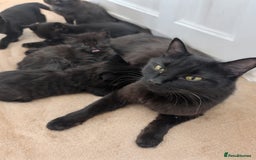 Mixed Breed cats for sale: Exquisite Luxe black kittens - Image 5
