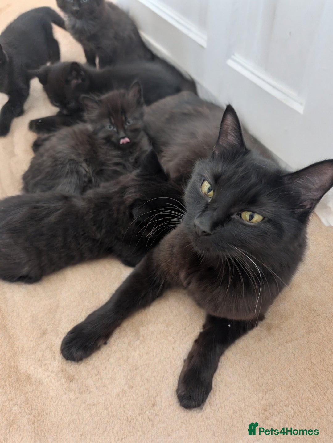 Mixed Breed cats for sale: Exquisite Luxe black kittens - Image 5